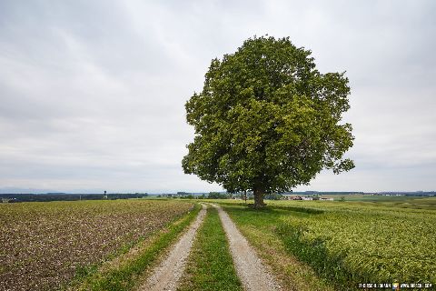 Gemeinde Tyrlaching Landkreis Altötting Rainbichl Aussicht Linde Landschaft (Dirschl Johann) Deutschland AÖ